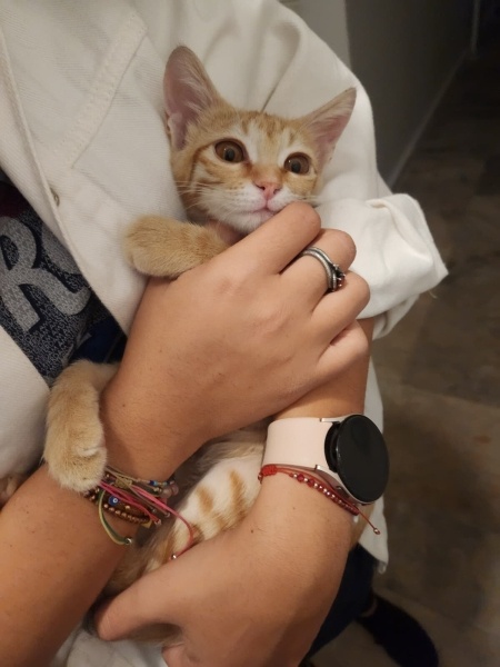 Sarman, Kedi  Merkür fotoğrafı