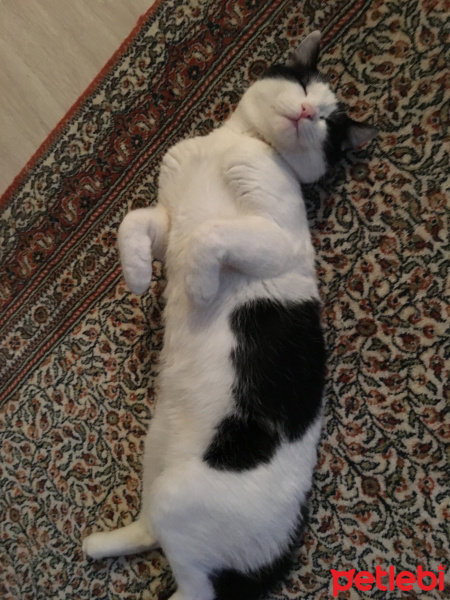 Tuxedo (Smokin) Kedi, Kedi  Arın fotoğrafı