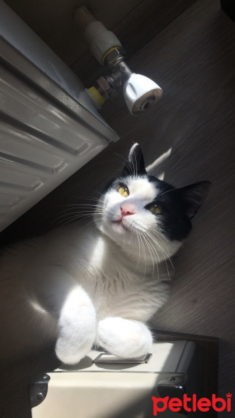 Tuxedo (Smokin) Kedi, Kedi  Arın fotoğrafı