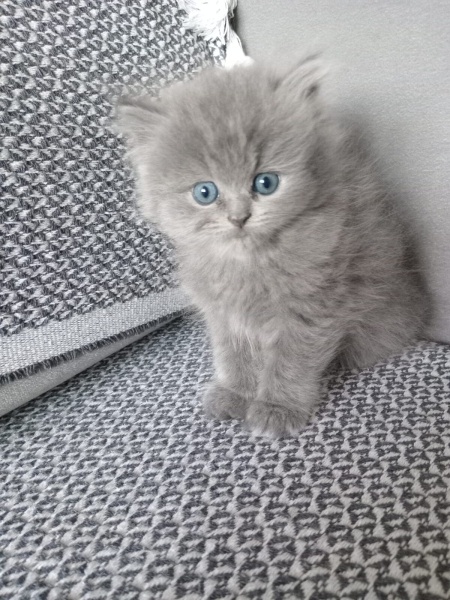 British Longhair, Kedi  Brıtıshlonghair fotoğrafı