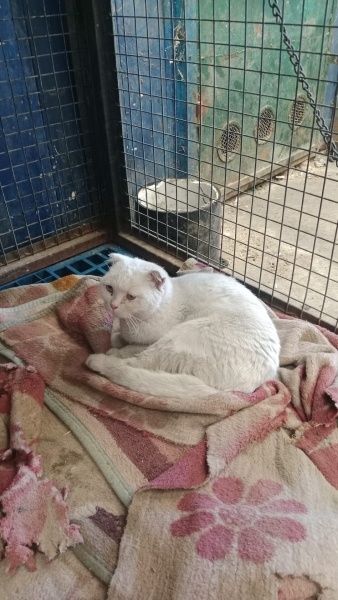 British Longhair, Kedi  1-2 YAŞINDA BRİTİSH KEDİ fotoğrafı
