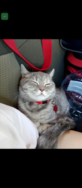 British Shorthair, Kedi  MerMer fotoğrafı