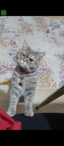 British Shorthair, Kedi  MerMer fotoğrafı