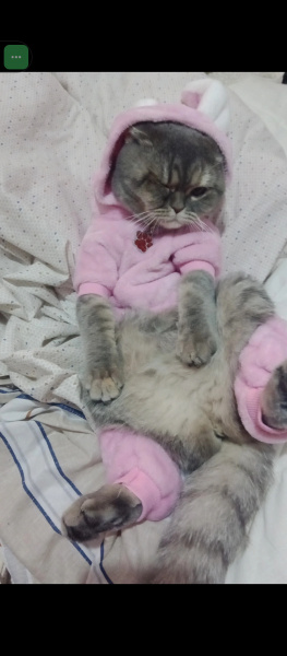 British Shorthair, Kedi  MerMer fotoğrafı