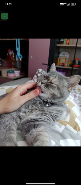 British Shorthair, Kedi  MerMer fotoğrafı