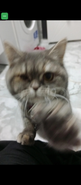 British Shorthair, Kedi  MerMer fotoğrafı