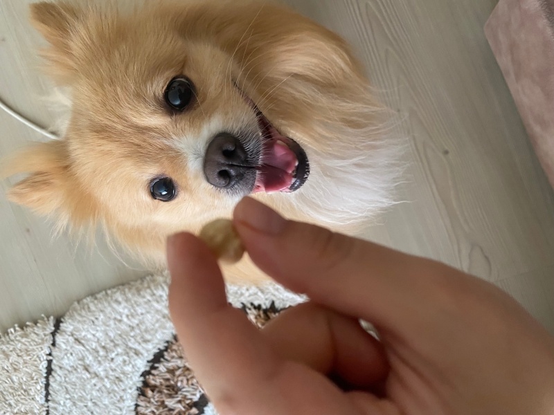 Pomeranyalı, Köpek  Fındık fotoğrafı