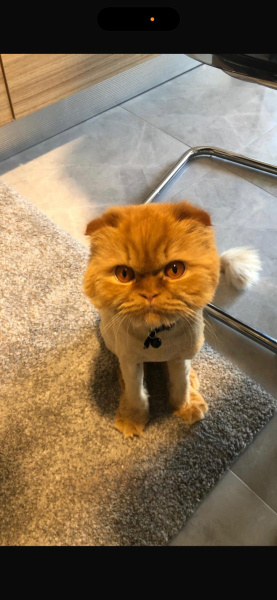 Scottish Fold, Kedi  Fıçı fotoğrafı