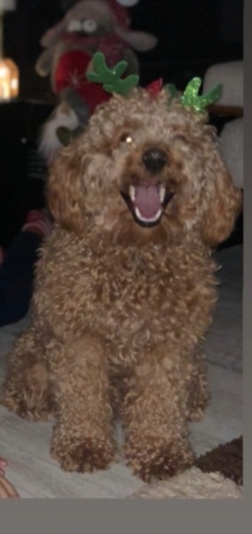 Poodle(Standart Kaniş), Köpek  sucuk fotoğrafı