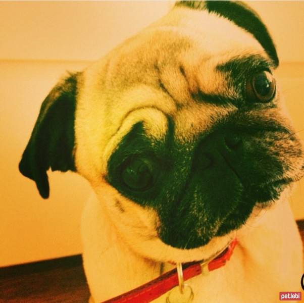 Pug, Köpek  Ginger fotoğrafı