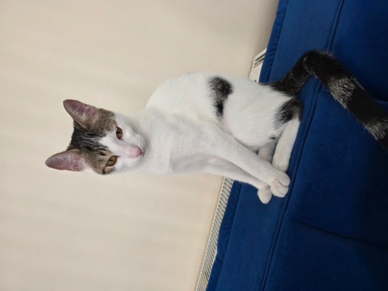 Tekir Kedi, Kedi  Yaramaz fotoğrafı