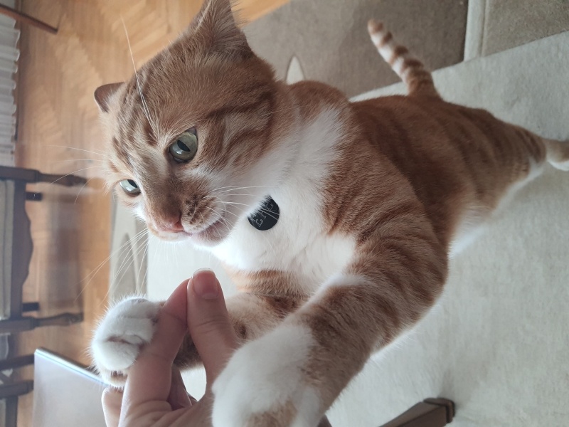 Sarman, Kedi  Efe fotoğrafı