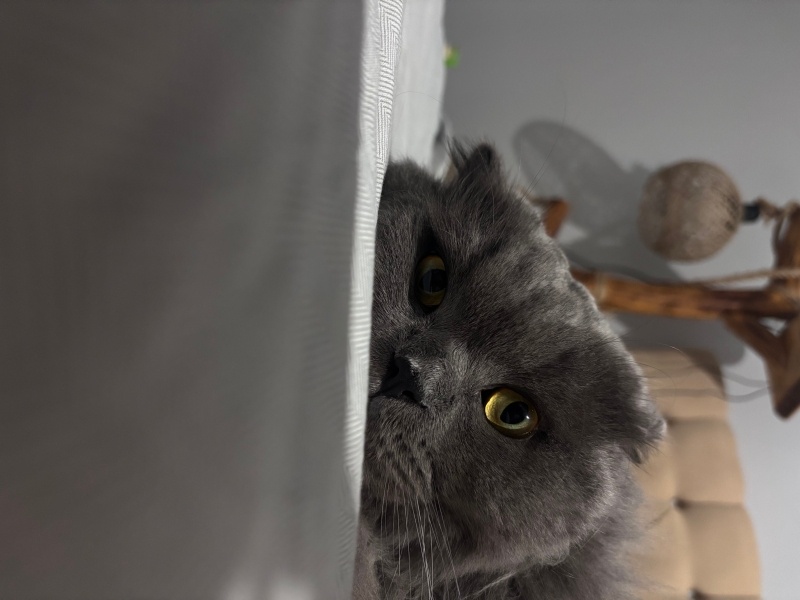 Scottish Fold, Kedi  Porsuk fotoğrafı