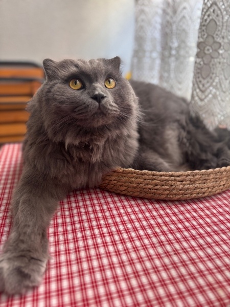 Scottish Fold, Kedi  Porsuk fotoğrafı