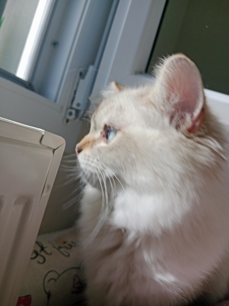 British Longhair, Kedi  Atlas fotoğrafı