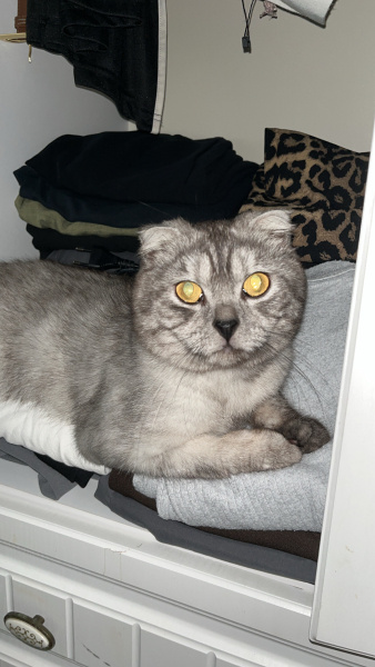 Scottish Fold, Kedi  Paşa fotoğrafı