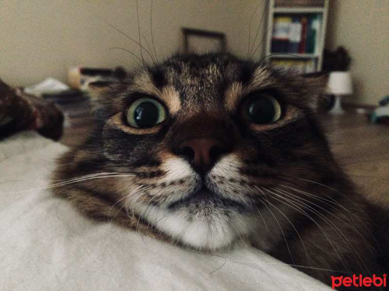 Tekir Kedi, Kedi  Koca popo fotoğrafı