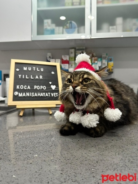 Tekir Kedi, Kedi  Koca popo fotoğrafı