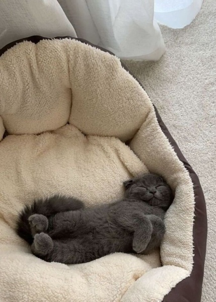 American Shorthair, Kedi  Abaküs fotoğrafı
