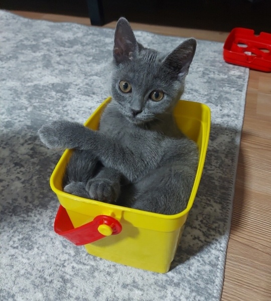 British Shorthair, Kedi  Pati fotoğrafı