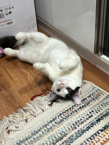 Tekir Kedi, Kedi  Zuko fotoğrafı