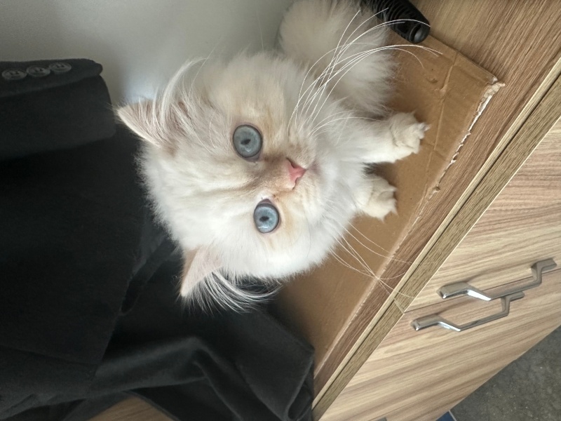 Chinchilla, Kedi  Mori fotoğrafı