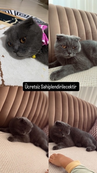 Scottish Fold, Kedi  Muffin fotoğrafı