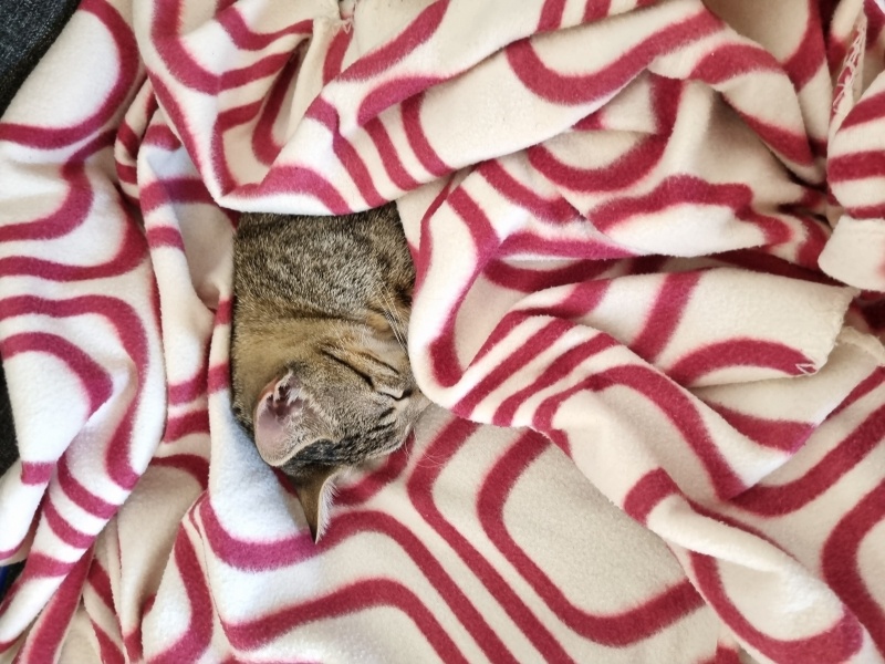 Tekir Kedi, Kedi  Böcük fotoğrafı