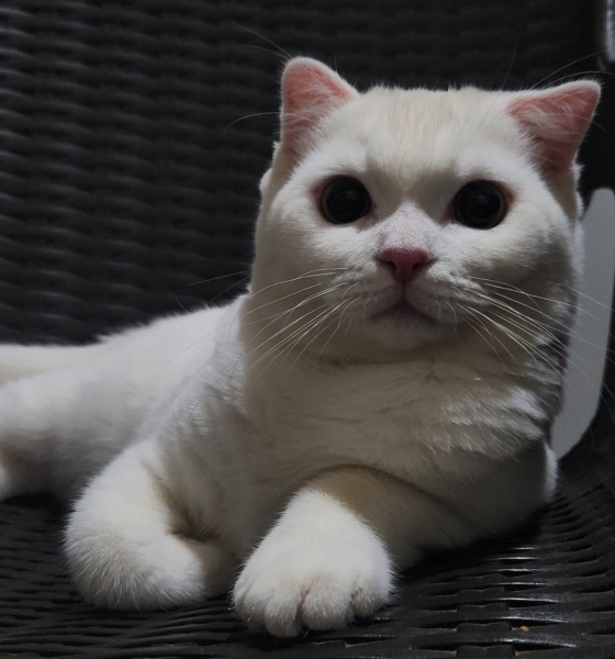 Scottish Fold, Kedi  Casper fotoğrafı