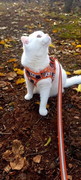 British Shorthair, Kedi  Casper fotoğrafı