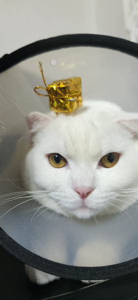 British Shorthair, Kedi  Casper fotoğrafı