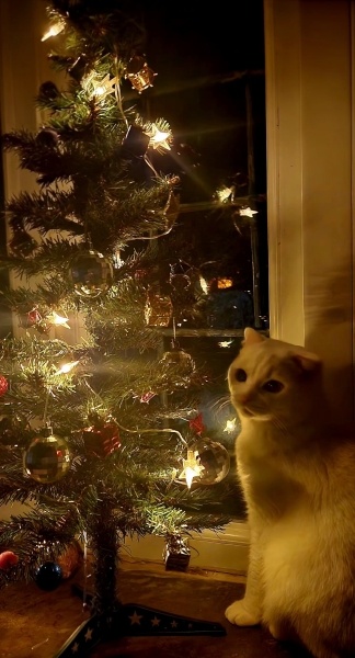 British Shorthair, Kedi  Casper fotoğrafı
