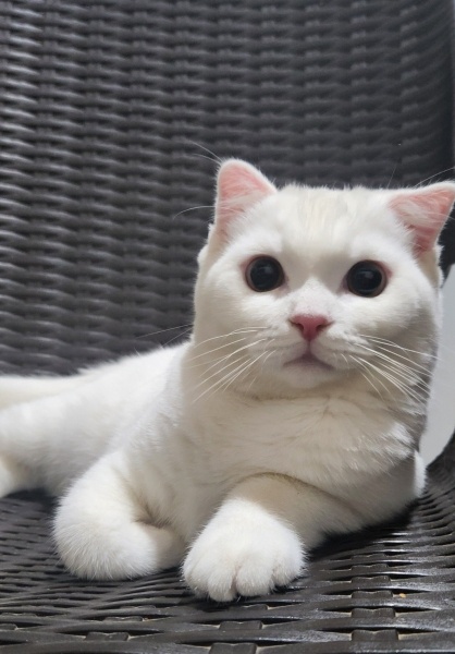 British Shorthair, Kedi  Casper fotoğrafı