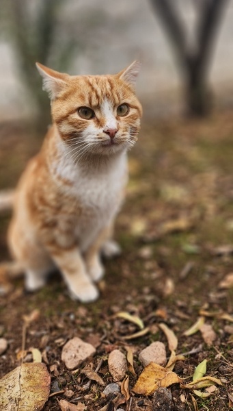 British Shorthair, Kedi  Casper fotoğrafı