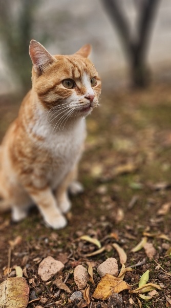 British Shorthair, Kedi  Casper fotoğrafı