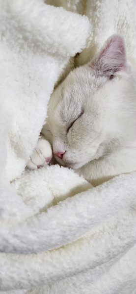 British Shorthair, Kedi  Casper fotoğrafı