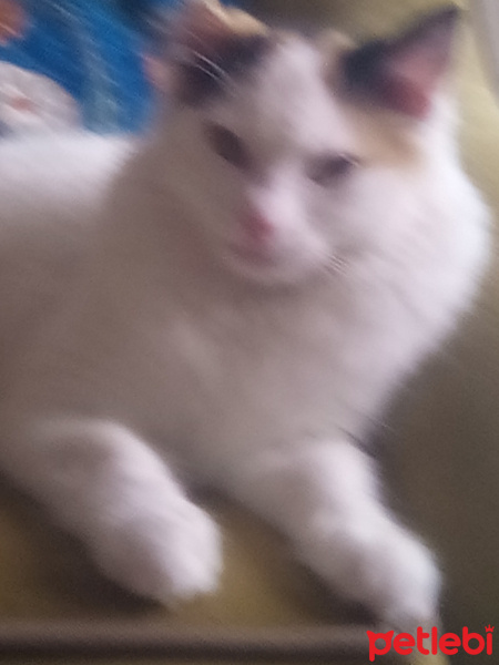 Tekir Kedi, Kedi  Minnos fotoğrafı
