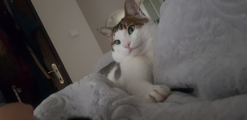 Tekir Kedi, Kedi  Yaman fotoğrafı