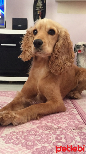 Amerikan Cocker Spaniel, Köpek  angel fotoğrafı