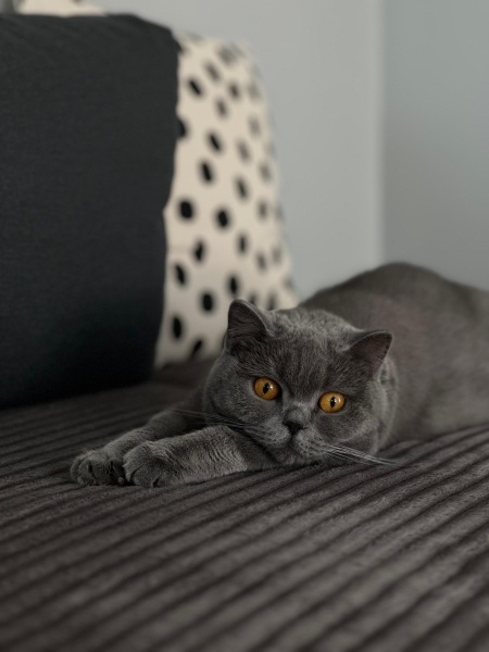 British Shorthair, Kedi  Şila fotoğrafı