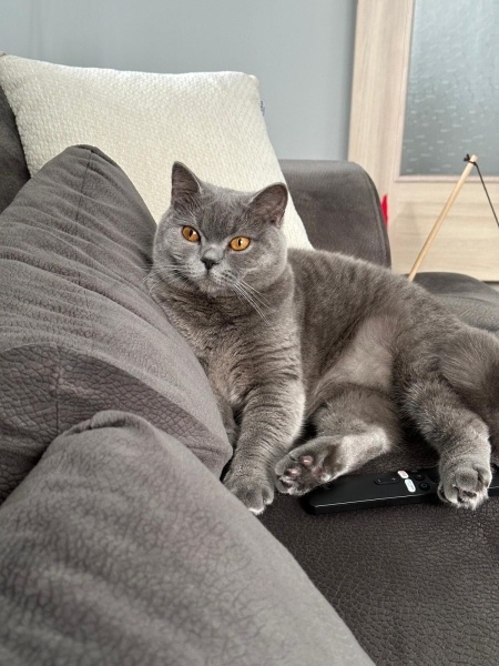 British Shorthair, Kedi  Şila fotoğrafı