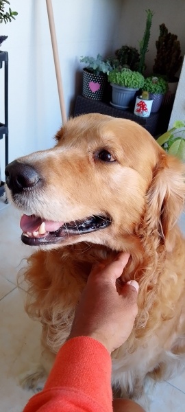 Golden Retriever, Köpek  Duke fotoğrafı