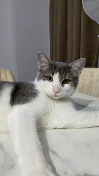 Tekir Kedi, Kedi  Mochi fotoğrafı