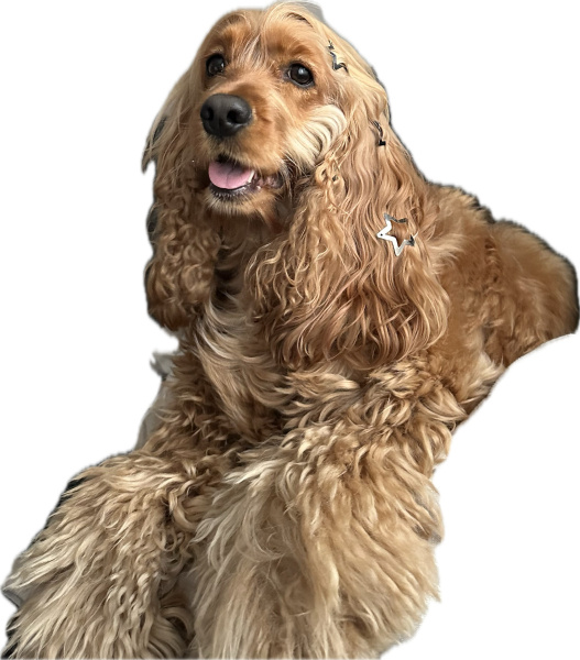 İngiliz Cocker Spaniel, Köpek  Freya fotoğrafı