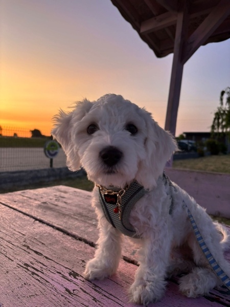 Maltese, Köpek  Bulut fotoğrafı
