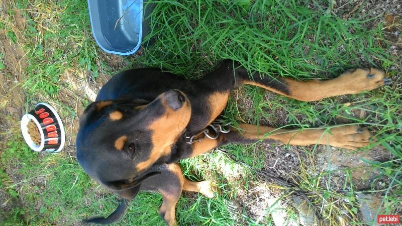 Doberman Pinscher, Köpek  Liza fotoğrafı