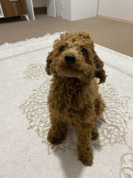 Poodle(Standart Kaniş), Köpek  Funny fotoğrafı