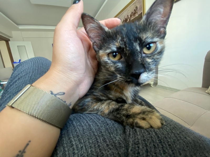Tekir Kedi, Kedi  Gece fotoğrafı