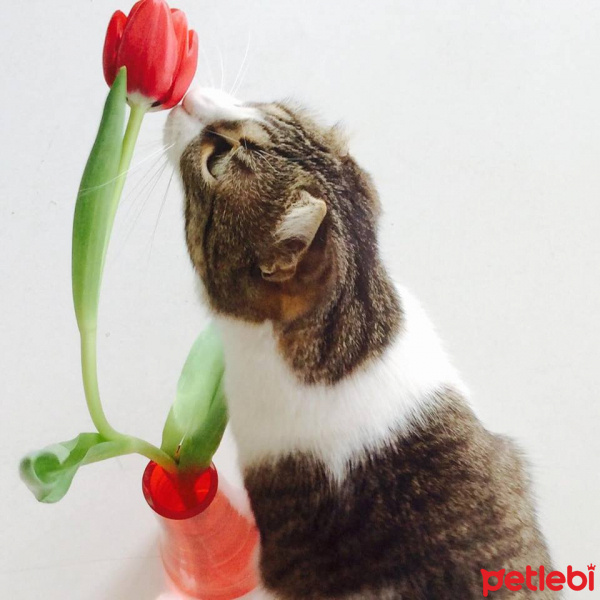 Tekir Kedi, Kedi  minik fotoğrafı