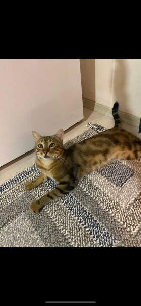 Tekir Kedi, Kedi  Çakır fotoğrafı